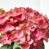 HORTENSIA REMBRANDT 5L