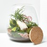 TERRARIO MOLY_COTTA_ D 23,5 H25CM
