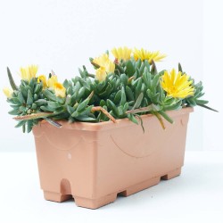 MESSEM JARDINERA 25CM