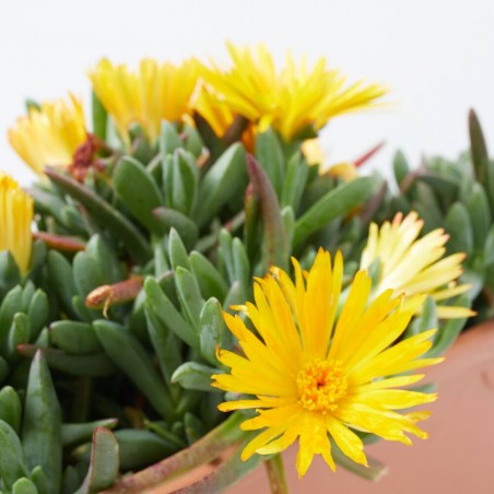 MESSEM JARDINERA 25CM