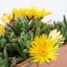 MESSEM JARDINERA 25CM