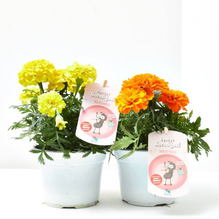 COLECCIÓN BYE BYE BICHOS! M-13