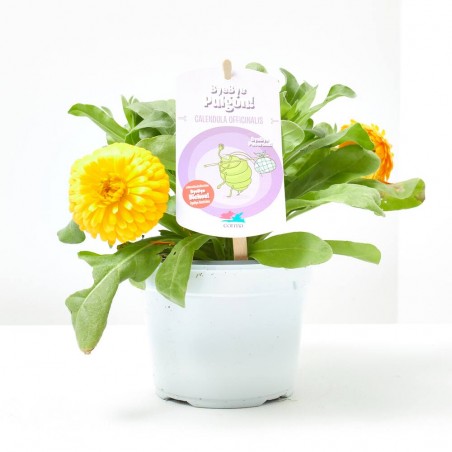 COLECCIÓN BYE BYE BICHOS! M-13