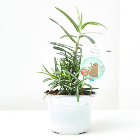 COLECCIÓN BYE BYE BICHOS! M-13