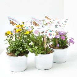 PLANTAS ATRAYENTE MARIPOSAS