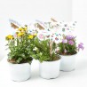 PLANTAS ATRAYENTE MARIPOSAS