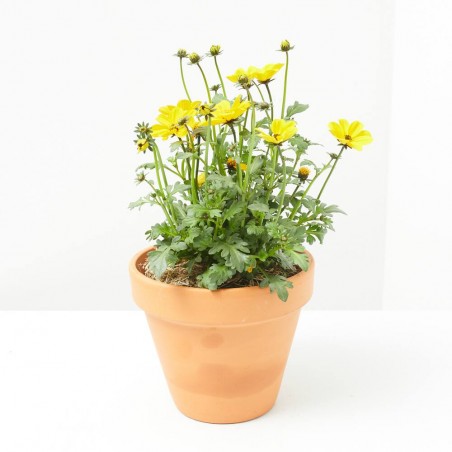 PLANTAS ATRAYENTE MARIPOSAS