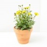 PLANTAS ATRAYENTE MARIPOSAS