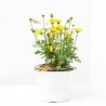 PLANTAS ATRAYENTE MARIPOSAS