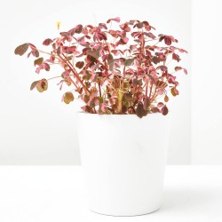 OXALIS CRAZY PLUM MACETA 10CM