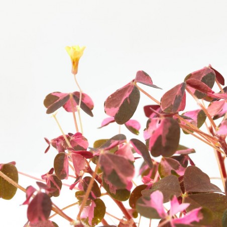 OXALIS CRAZY PLUM MACETA 10CM
