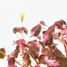 OXALIS CRAZY PLUM MACETA 10CM