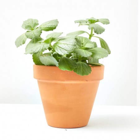 COLEO REPELENTE GATOS M-13