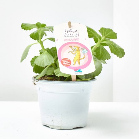 COLEO REPELENTE GATOS M-13