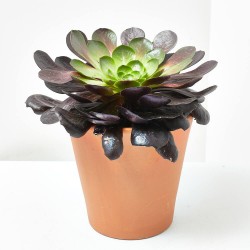 SEMPONIUM SURREAL MACETA 3L