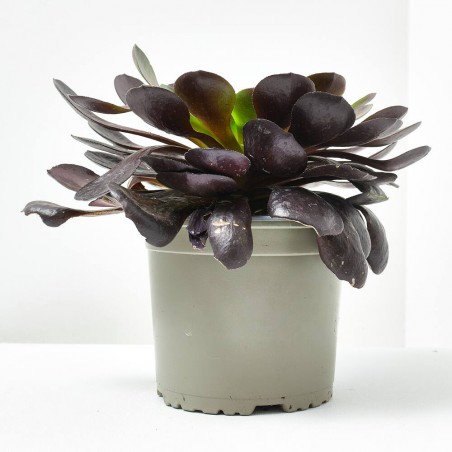 SEMPONIUM SURREAL MACETA 3L