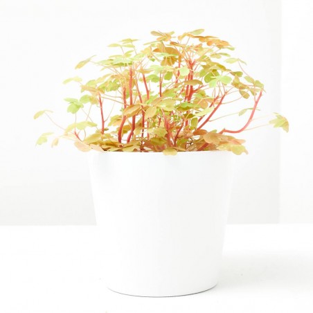 OXALIS SUNSET VELVET M-10