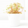 OXALIS SUNSET VELVET M-10