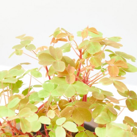 OXALIS SUNSET VELVET M-10