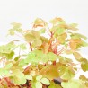 OXALIS SUNSET VELVET M-10