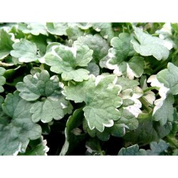 GLECHOMA HEDERACEA MACETA 13CM