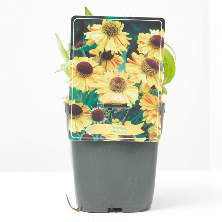 HELENIUM 11X11