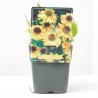 HELENIUM 11X11