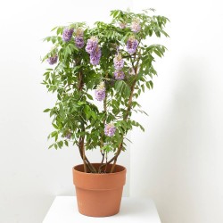 WISTERIA AMETHYST FALLS FORMAS 3L