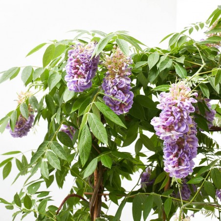 WISTERIA AMETHYST FALLS FORMAS 3L