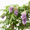 WISTERIA AMETHYST FALLS FORMAS 3L