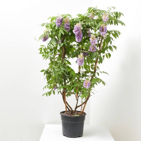WISTERIA AMETHYST FALLS FORMAS 3L