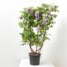 WISTERIA AMETHYST FALLS FORMAS 3L