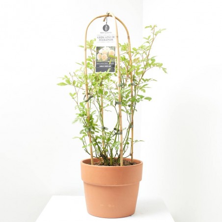 ROSAL RAMBRER 7.5L