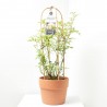 ROSAL RAMBRER 7.5L