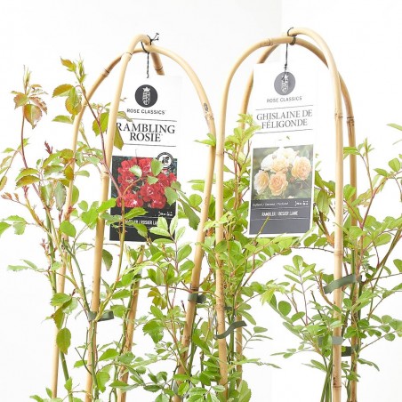 ROSAL RAMBRER 7.5L