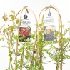 ROSAL RAMBRER 7.5L