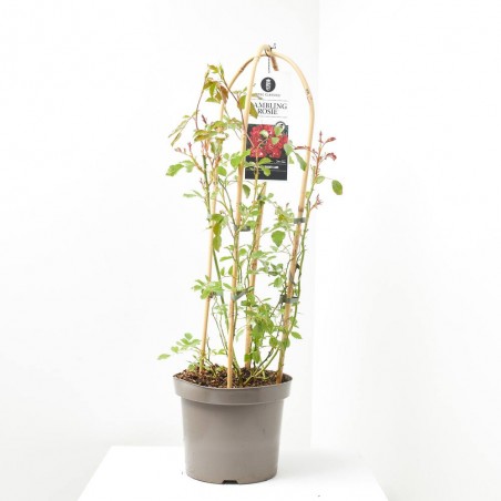 ROSAL RAMBRER 7.5L