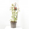 ROSAL RAMBRER 7.5L