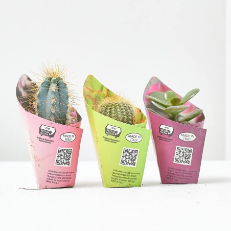 CACTUS Y CRASAS ESPECIALES MACETA 3.5CM