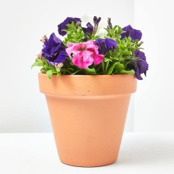 PETUNIA BEAUTYCAL MACETA 13CM
