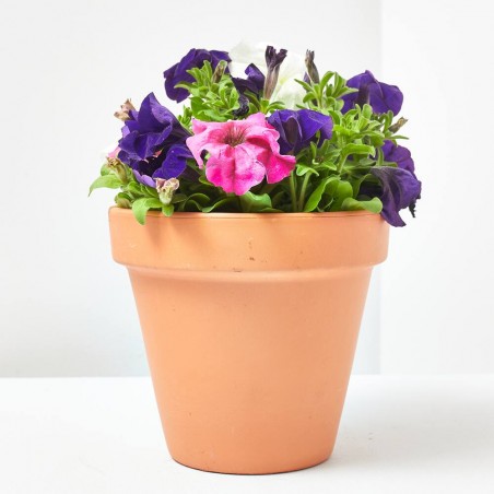 PETUNIA BEAUTYCAL MACETA 13CM