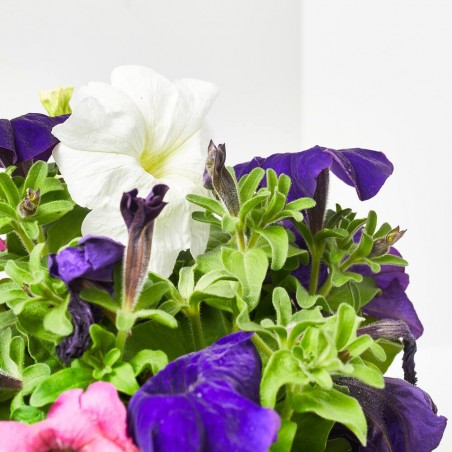 PETUNIA BEAUTYCAL MACETA 13CM