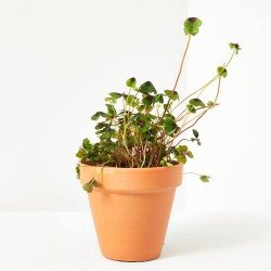 OXALIS IRON CROSS (ENGELS) MACETA 13CM