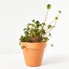 OXALIS IRON CROSS (ENGELS) MACETA 13CM