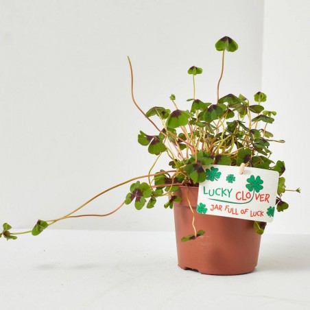 OXALIS IRON CROSS (ENGELS) MACETA 13CM