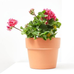 GERANIO ZONAL TARRINA 22CM