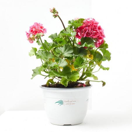 GERANIO ZONAL TARRINA 22CM