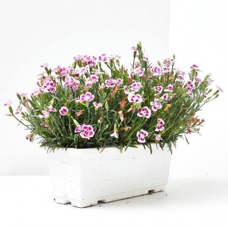 CLAVEL PINK KISSES JARDINERA 30CM