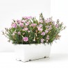 CLAVEL PINK KISSES JARDINERA 30CM
