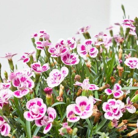 CLAVEL PINK KISSES JARDINERA 30CM